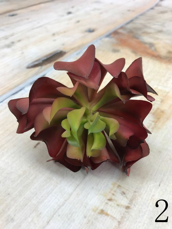 Суккулент YD203  Интернет-магазин Feron Flower 