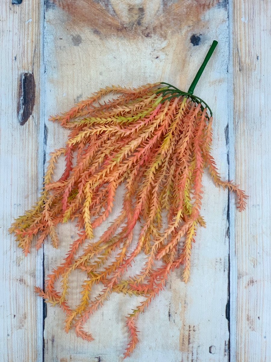 Суккулент 188CAN1859  Интернет-магазин Feron Flower 