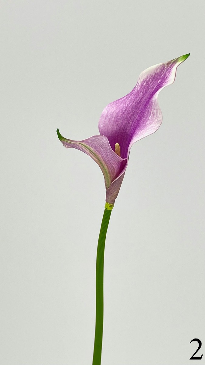 Калла 268373  Интернет-магазин Feron Flower 