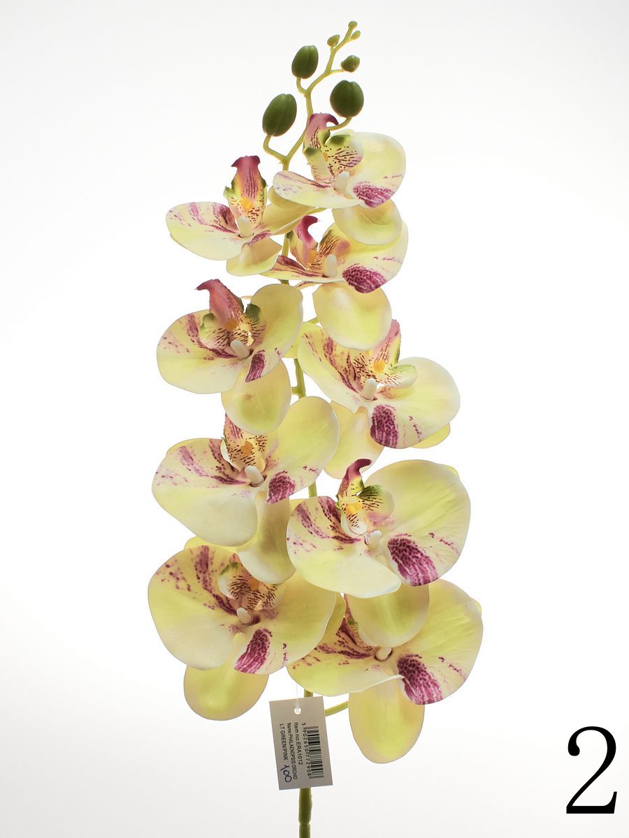 Орхидея ERA1012  Интернет-магазин Feron Flower 