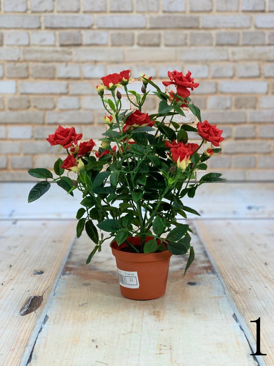 Роза в горшке 18-01-15  Интернет-магазин Feron Flower 