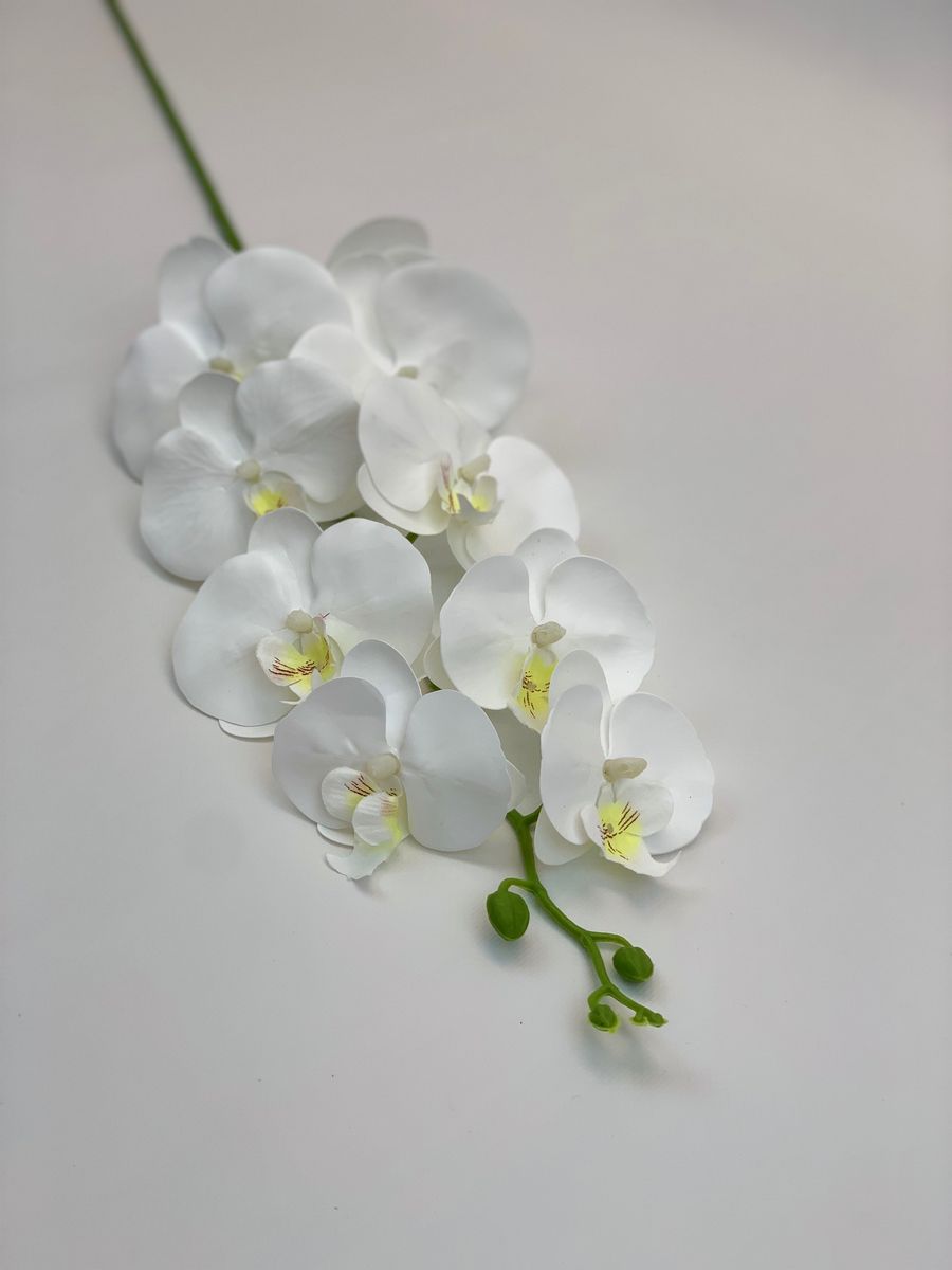Орхидея CG0252  Интернет-магазин Feron Flower 