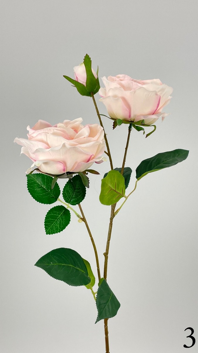 Роза кустовая FL-QH005  Интернет-магазин Feron Flower 