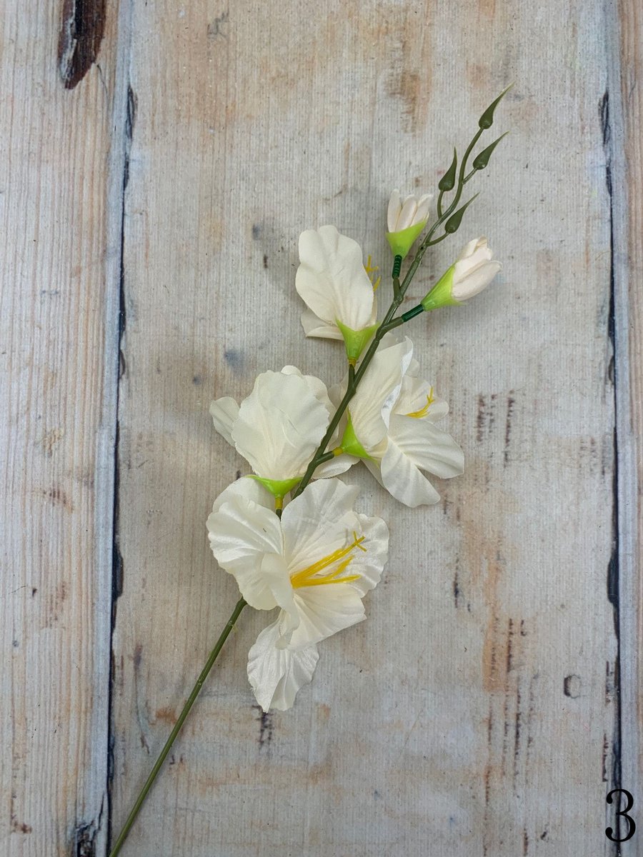 Гладиолус 2630  Интернет-магазин Feron Flower 