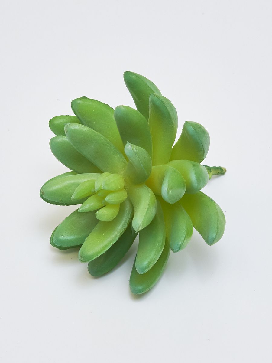 Суккулент YD236  Интернет-магазин Feron Flower 