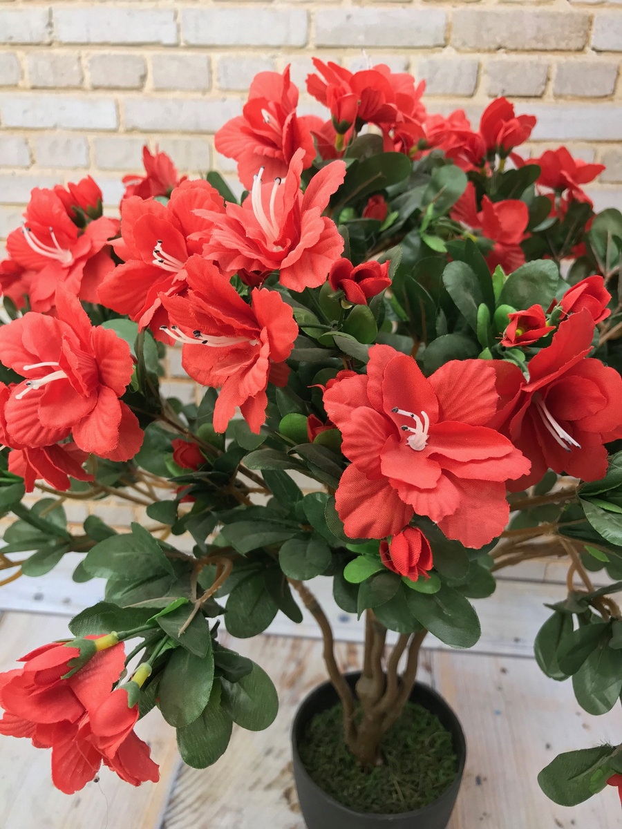 Азалия в горшке AN23035  Интернет-магазин Feron Flower 