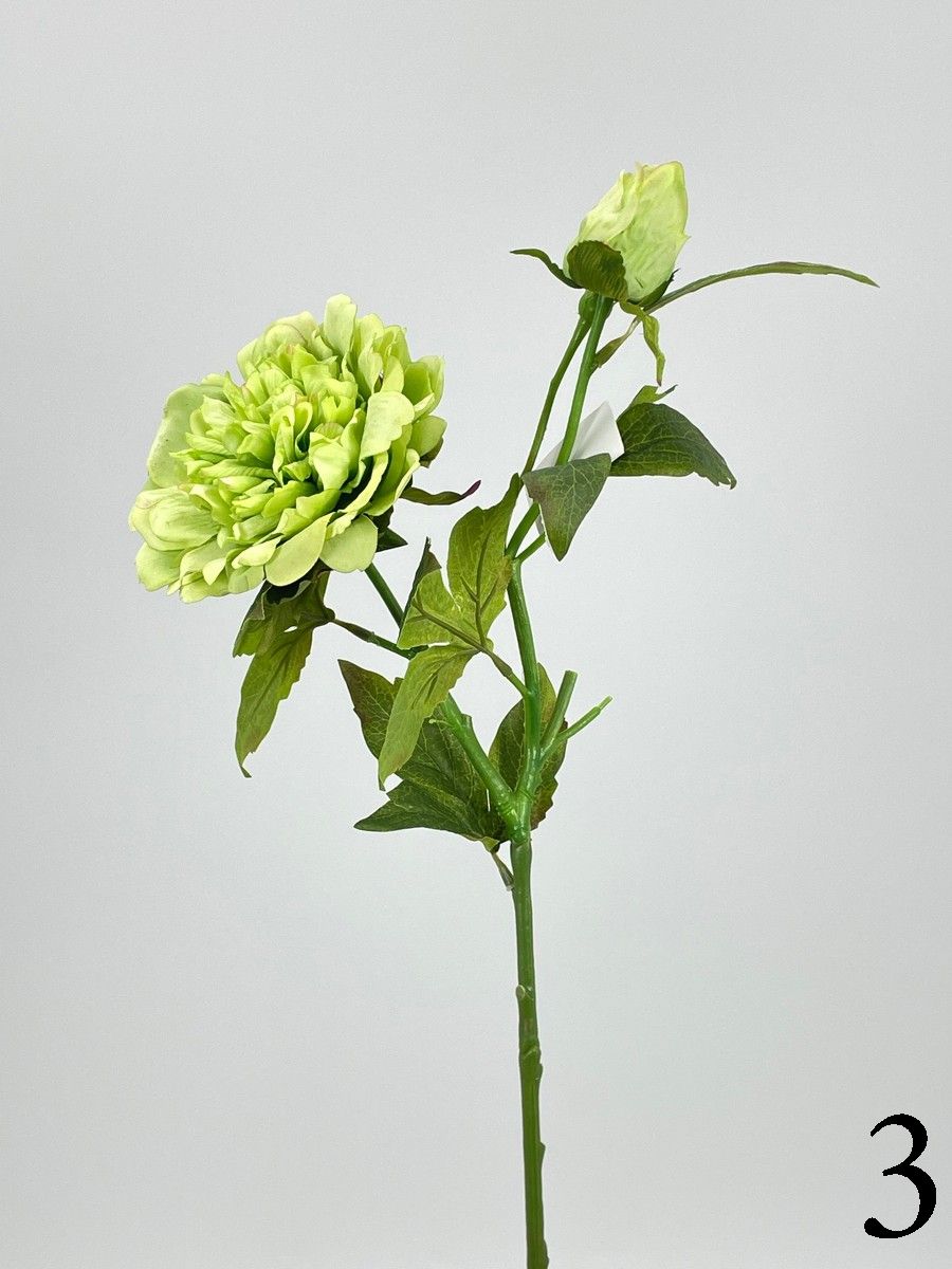 Пион PIO-111  Интернет-магазин Feron Flower 