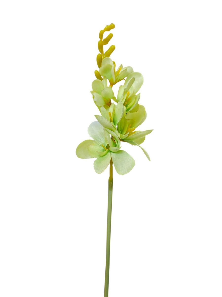 Фрезия JM014  Интернет-магазин Feron Flower 