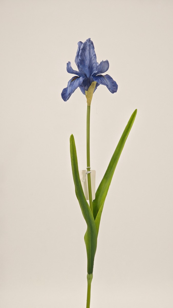 Ирис REN-201 синий   Интернет-магазин Feron Flower 