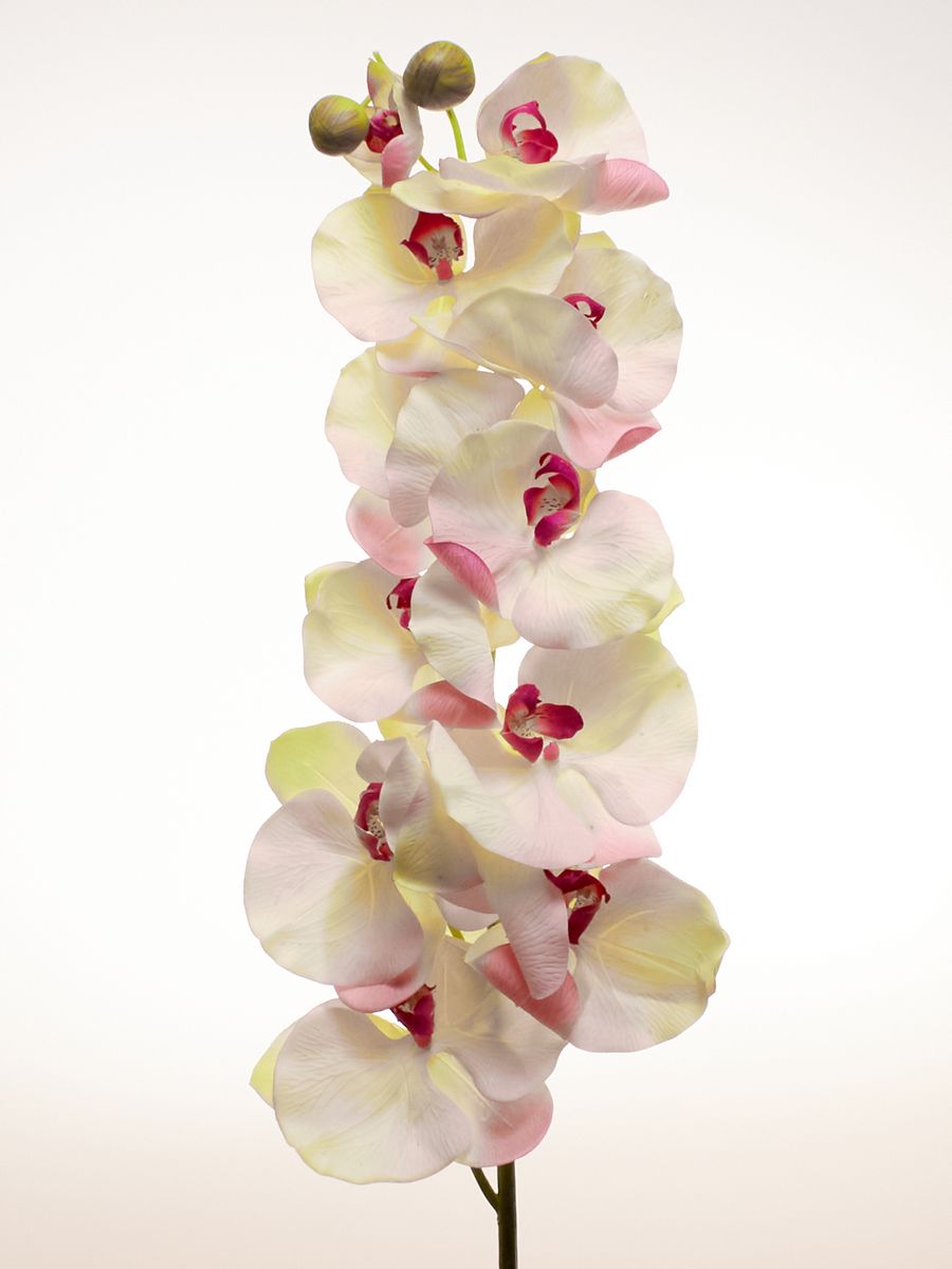 Орхидея SUN343-P  Интернет-магазин Feron Flower 