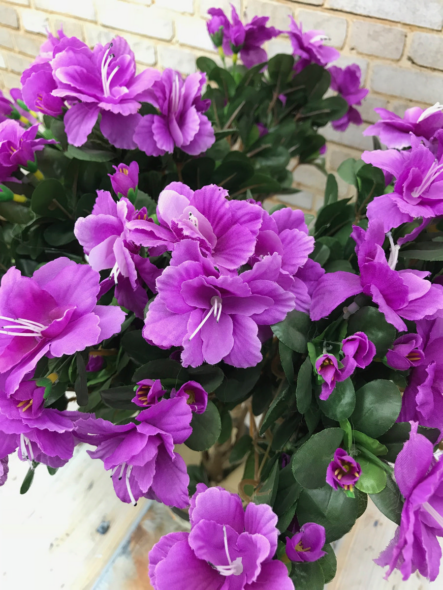 Азалия в горшке AN23035  Интернет-магазин Feron Flower 