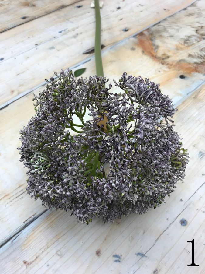Трахелиум AJ65519  Интернет-магазин Feron Flower 