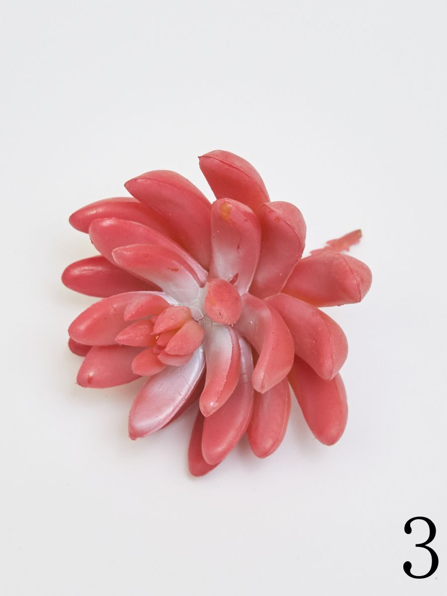 Суккулент YD236  Интернет-магазин Feron Flower 