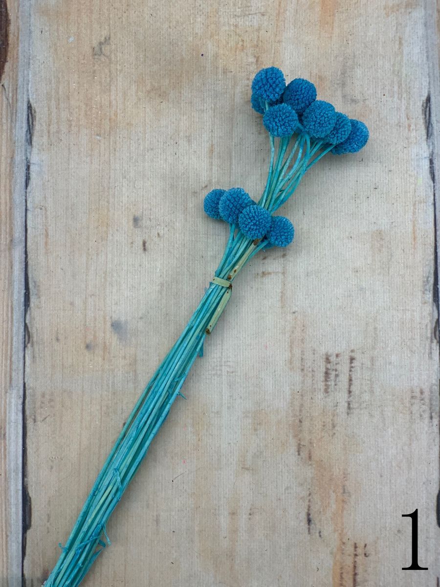 Краспедия сухоцвет 20 шт.  Интернет-магазин Feron Flower 