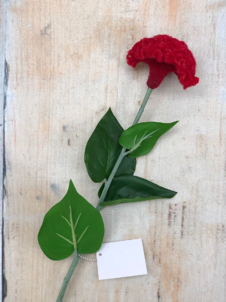 Целозия K03956  Интернет-магазин Feron Flower 