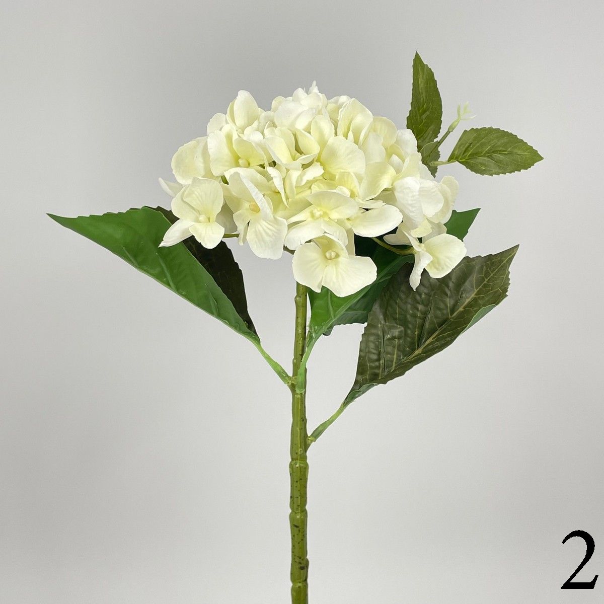 Гортензия MST015  Интернет-магазин Feron Flower 