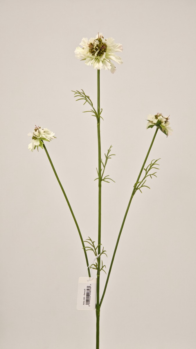Скабиоза REN-235 белый   Интернет-магазин Feron Flower 