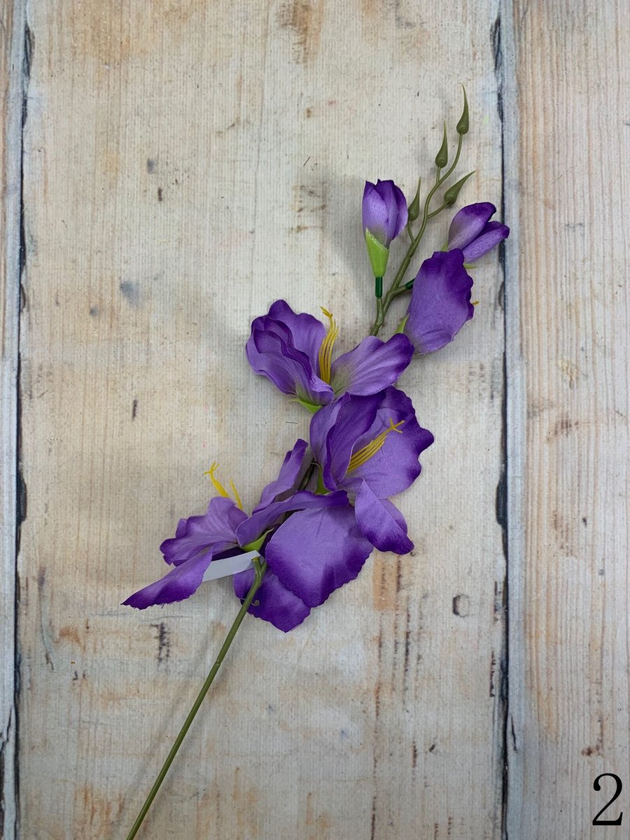 Гладиолус 2630  Интернет-магазин Feron Flower 