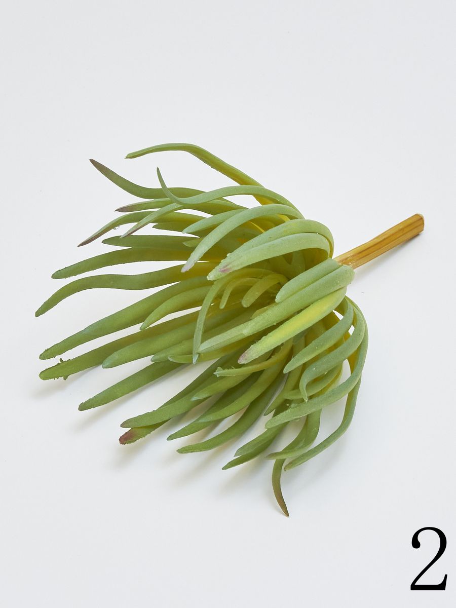 Суккулент YD206  Интернет-магазин Feron Flower 