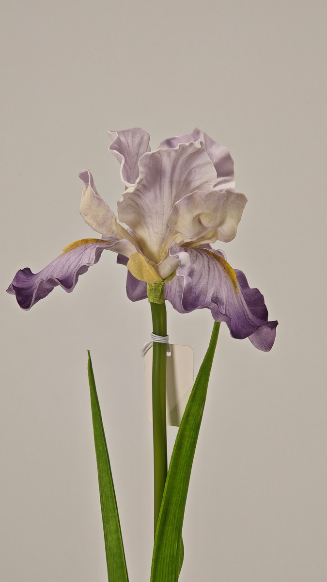 Ирис REN-209 фиолетовый   Интернет-магазин Feron Flower 