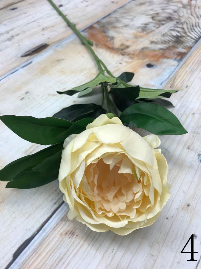 Пион K476  Интернет-магазин Feron Flower 