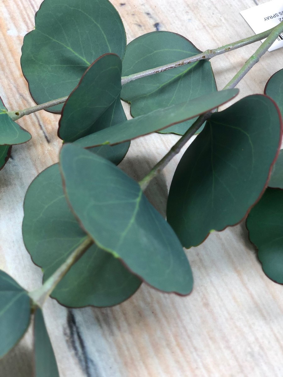 Эвкалипт KLM1092  Интернет-магазин Feron Flower 