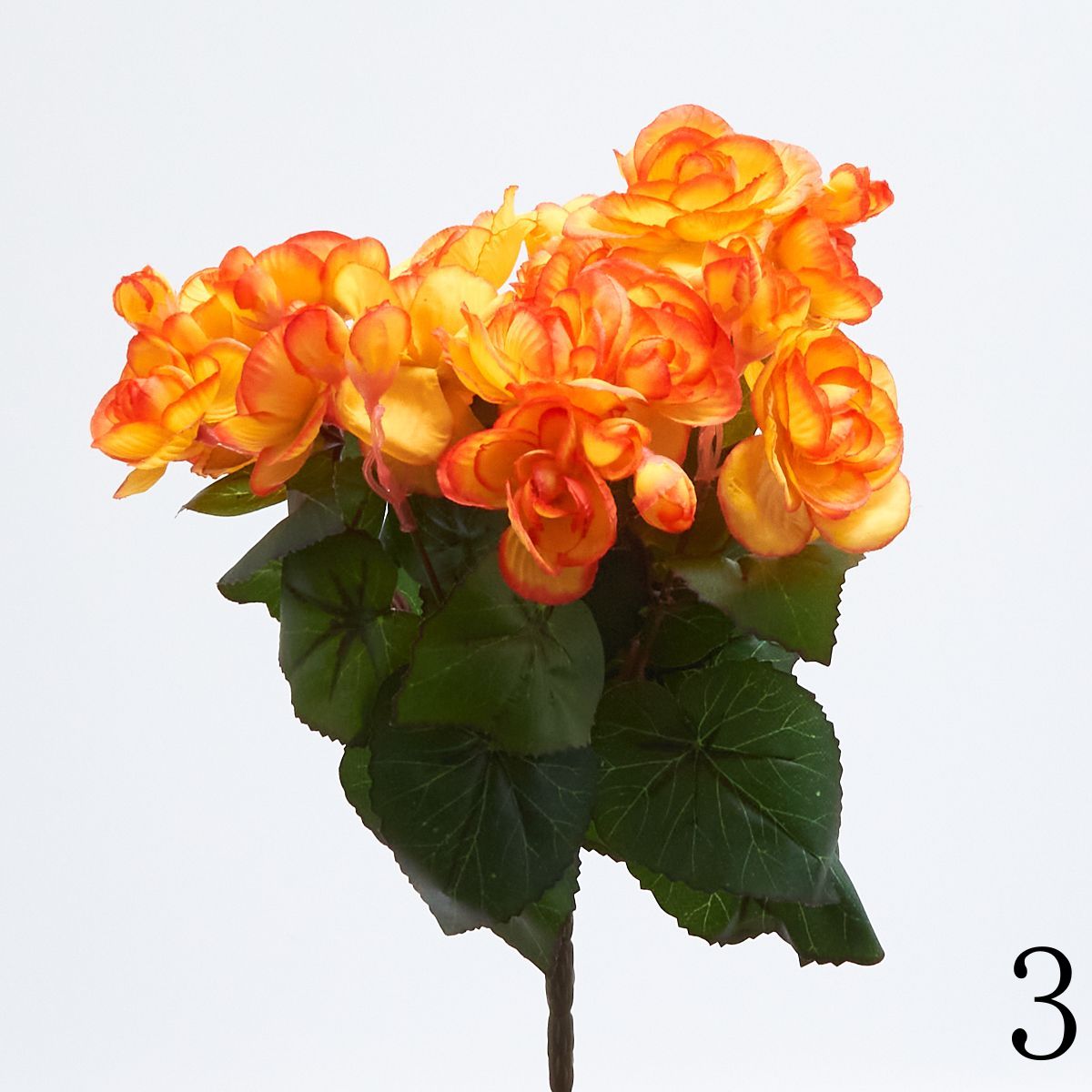 Бегония бук 69411  Интернет-магазин Feron Flower 