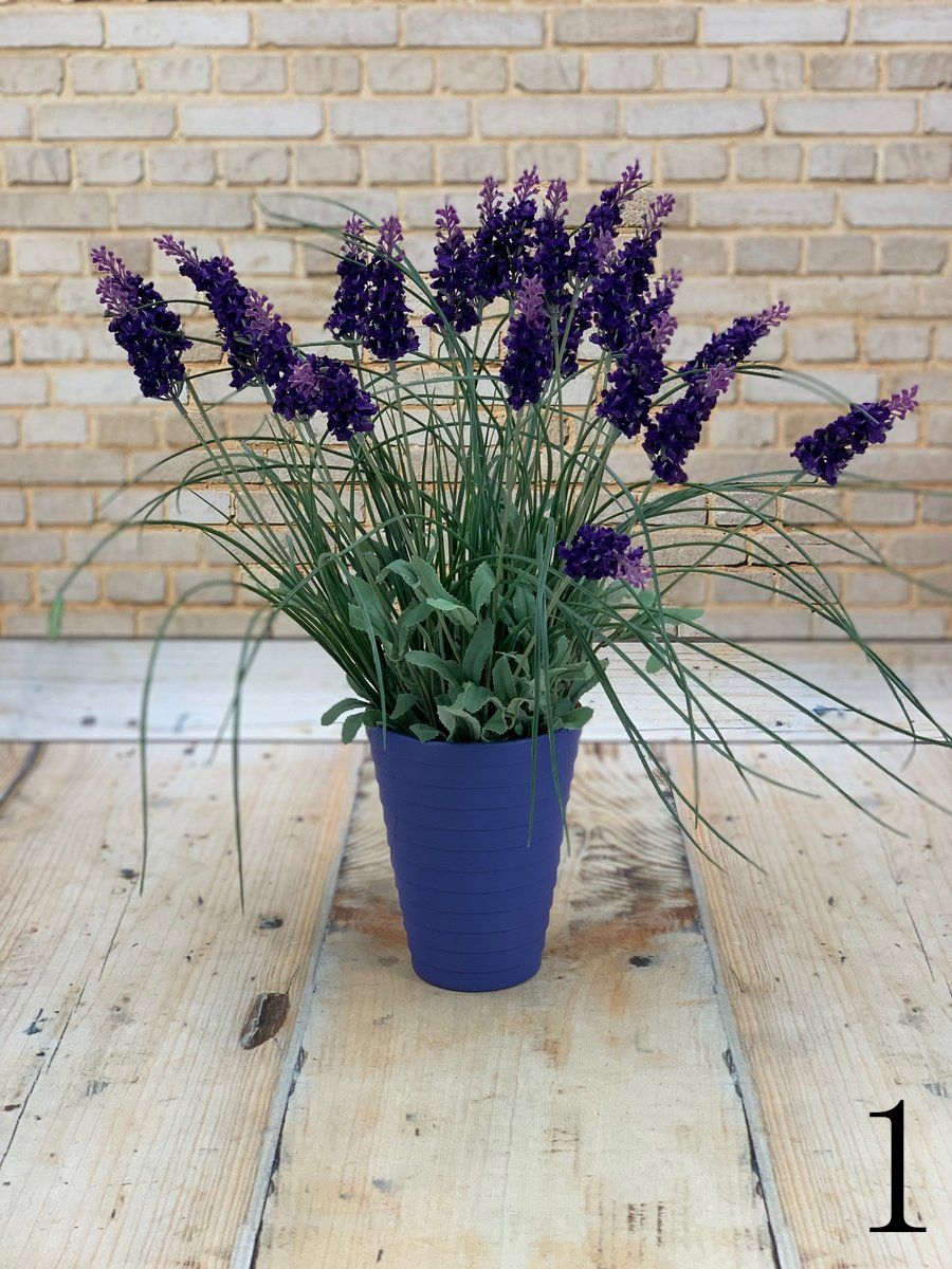 Лаванда 35155  Интернет-магазин Feron Flower 