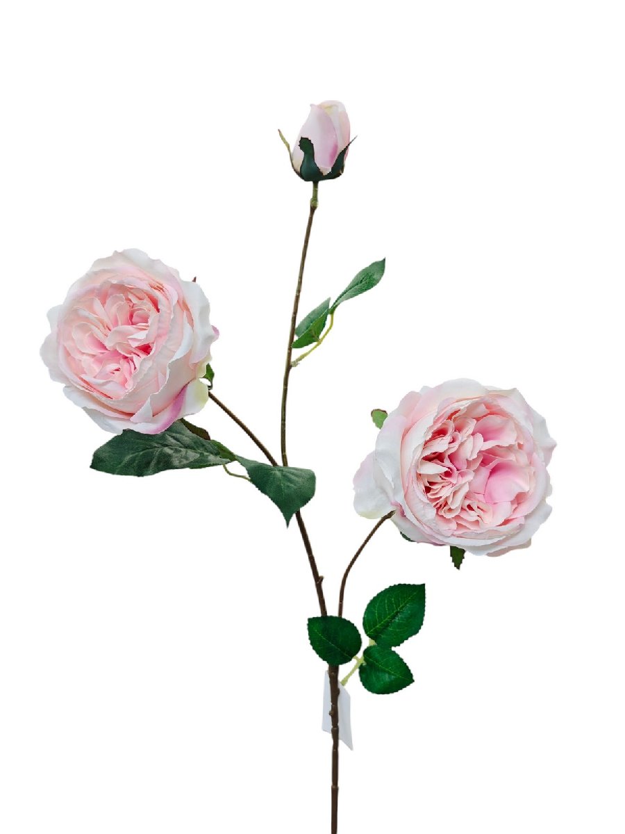 Роза кустовая FL-QH005  Интернет-магазин Feron Flower 
