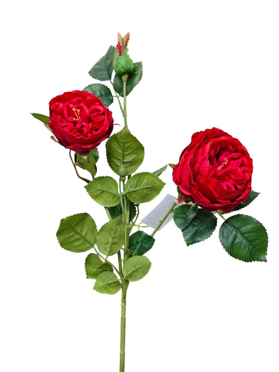 Шиповник FL-QH147  Интернет-магазин Feron Flower 