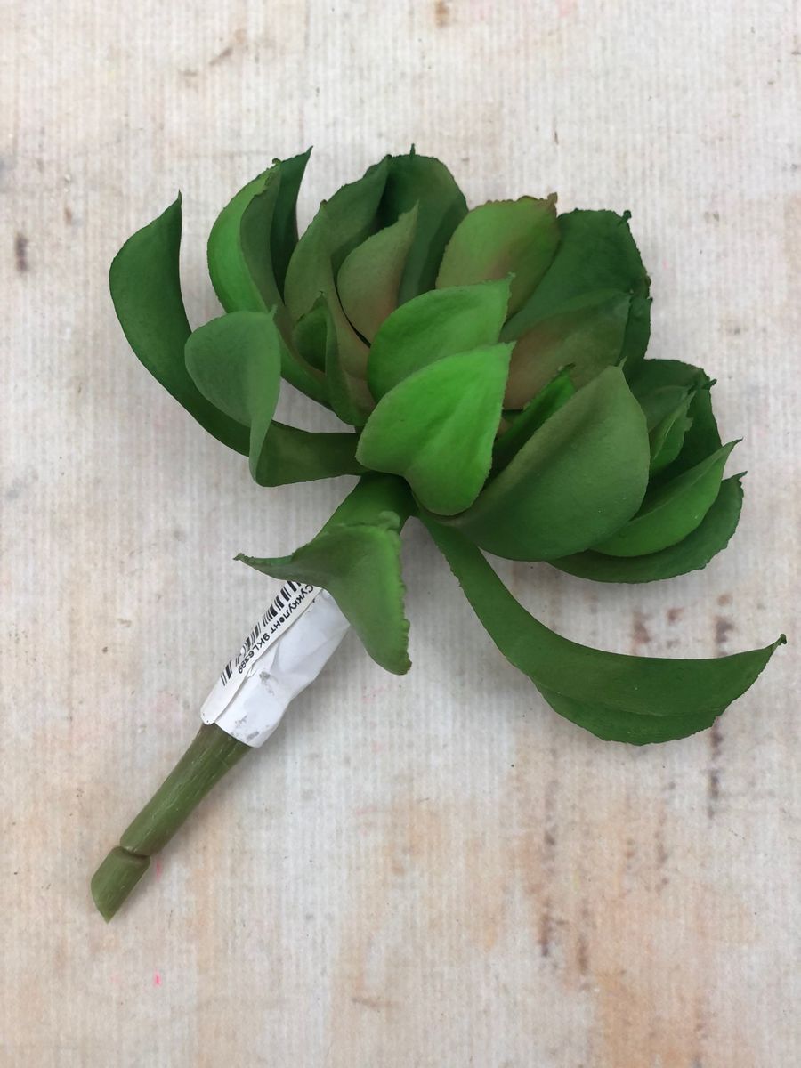 Суккулент 9KL6389  Интернет-магазин Feron Flower 