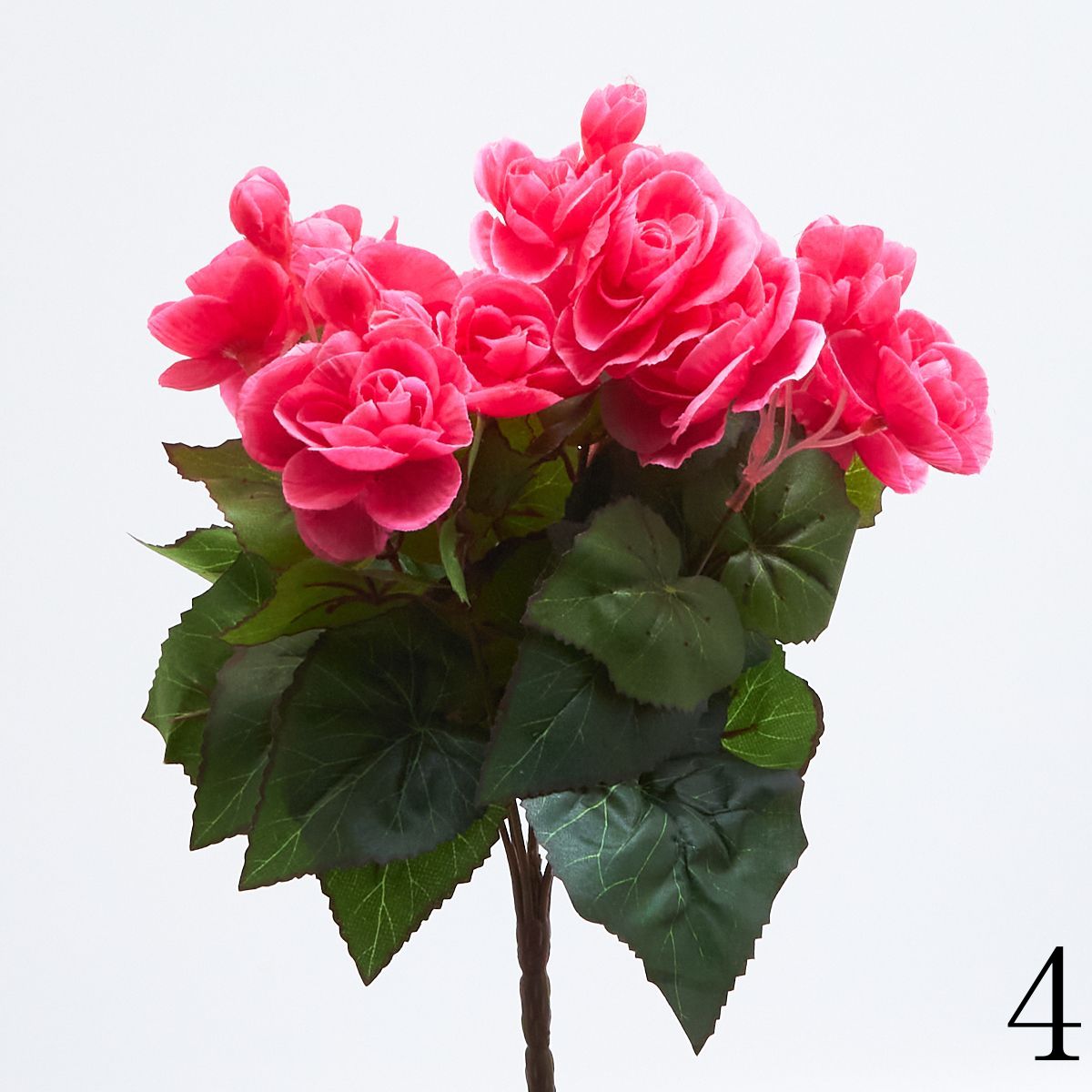 Бегония бук 69411  Интернет-магазин Feron Flower 