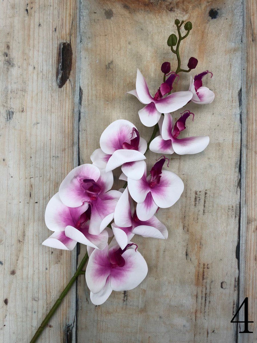 Орхидея 3GL-213  Интернет-магазин Feron Flower 