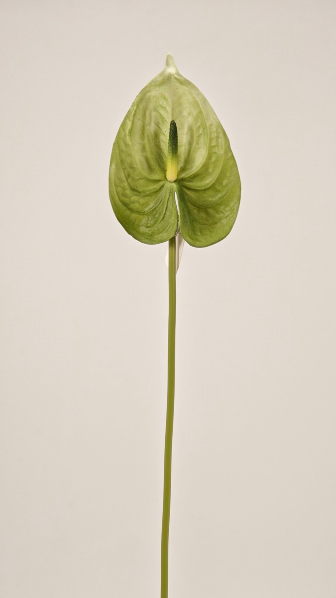 Антуриум REN-208 зеленый   Интернет-магазин Feron Flower 