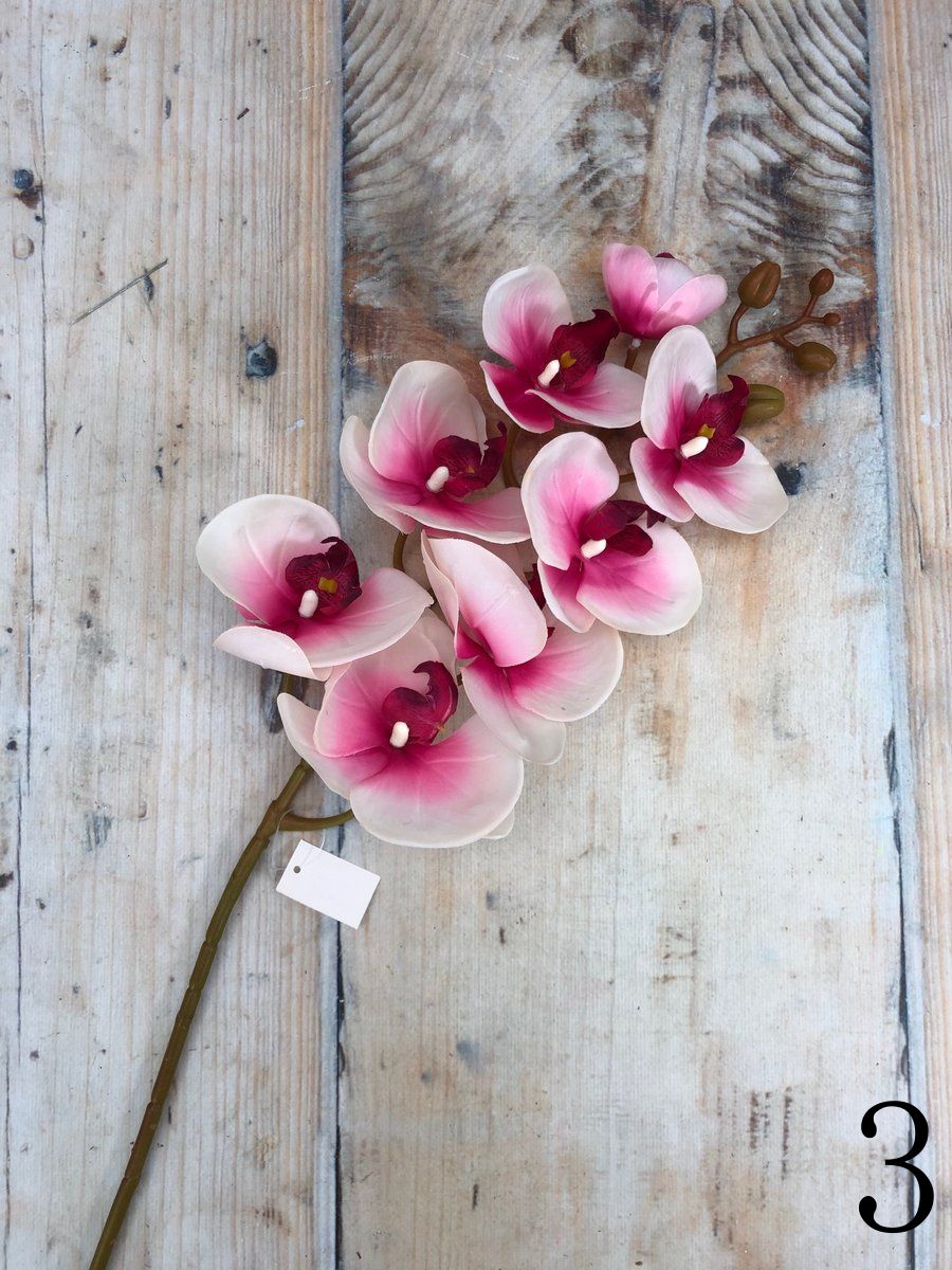 Орхидея JX012  Интернет-магазин Feron Flower 