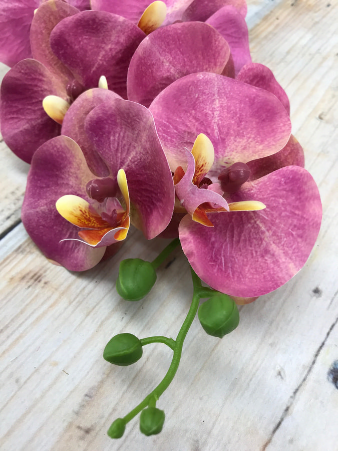 Орхидея GK186  Интернет-магазин Feron Flower 