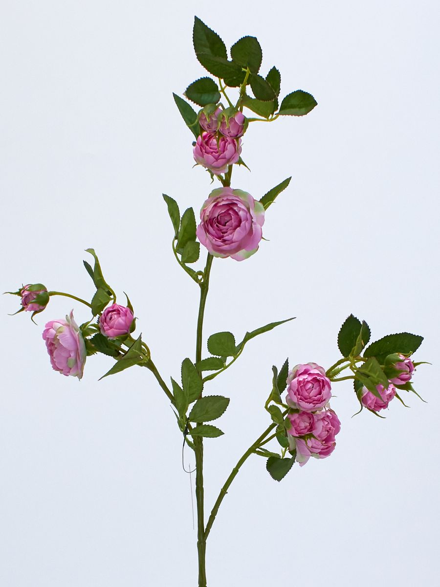 Роза SUN663  Интернет-магазин Feron Flower 