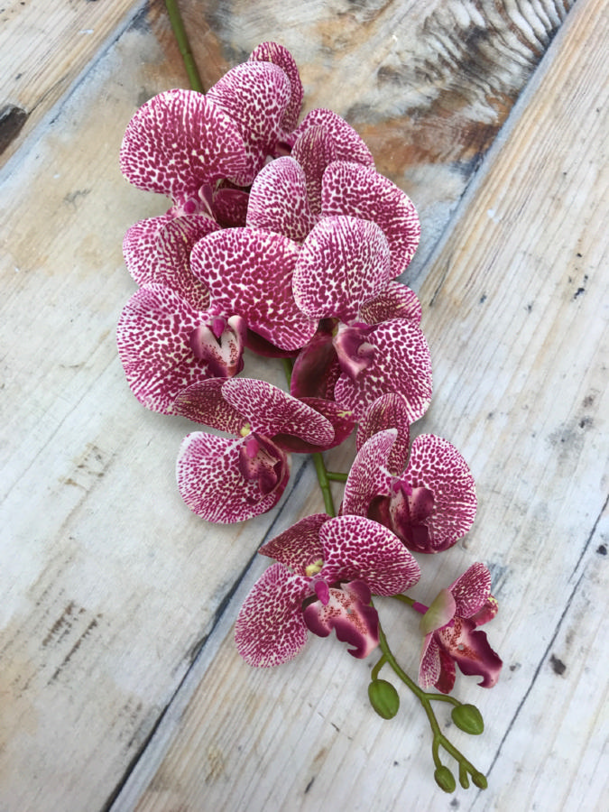 Орхидея K03765  Интернет-магазин Feron Flower 
