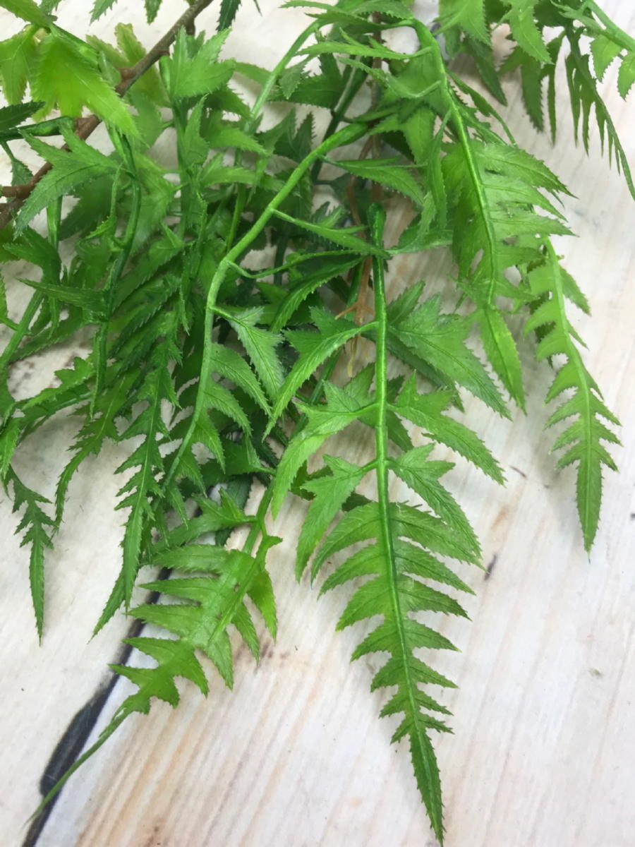 Папоротник AA017  Интернет-магазин Feron Flower 