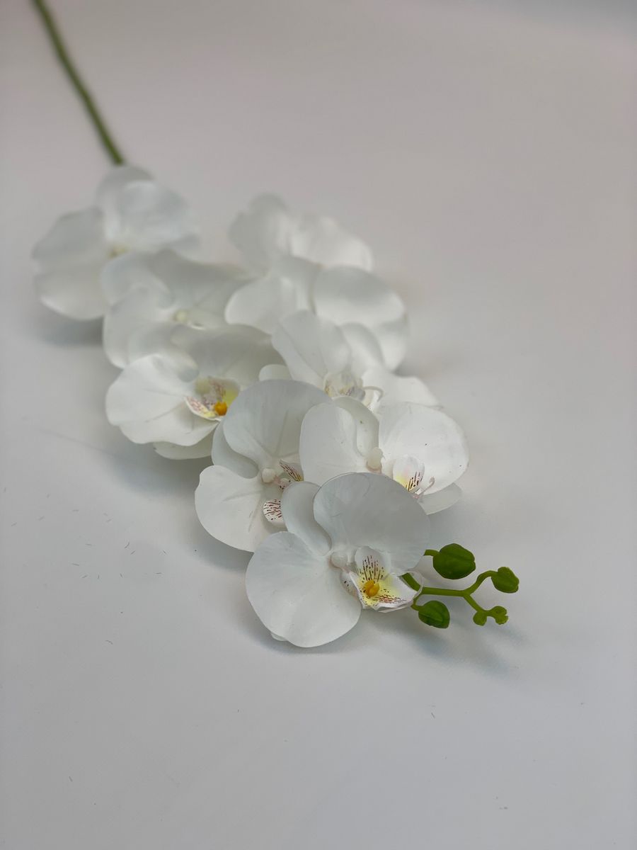 Орхидея CG0243  Интернет-магазин Feron Flower 