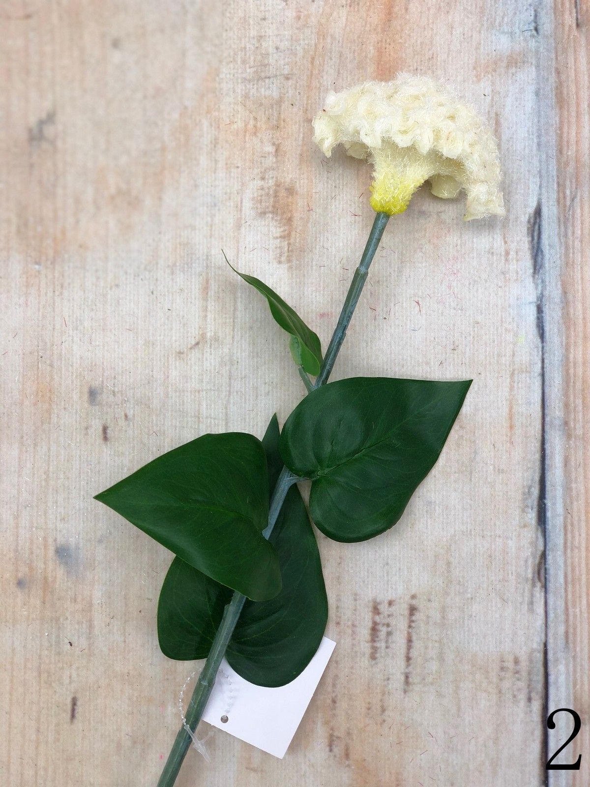 Целозия K03956  Интернет-магазин Feron Flower 