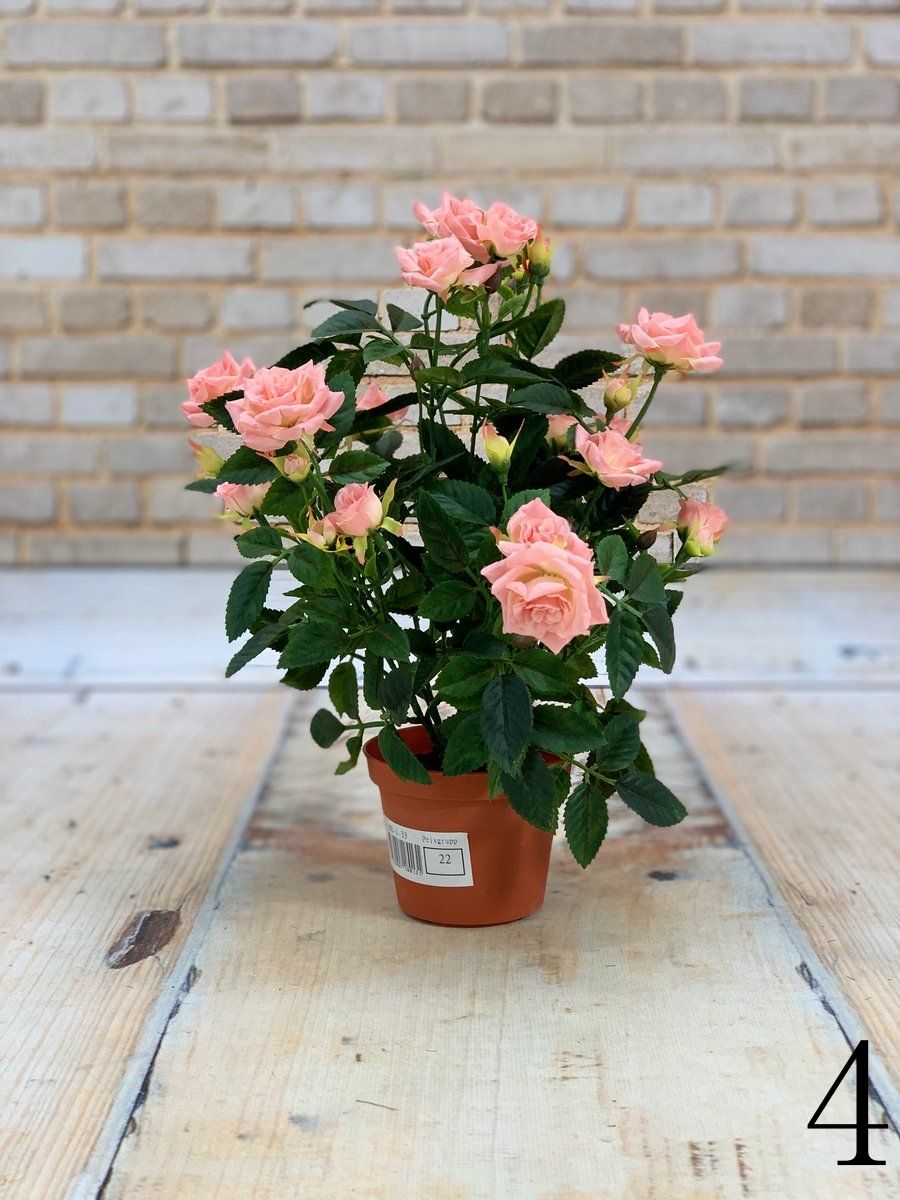 Роза в горшке 18-01-15  Интернет-магазин Feron Flower 