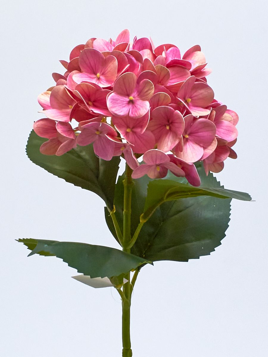 Гортензия K03981  Интернет-магазин Feron Flower 