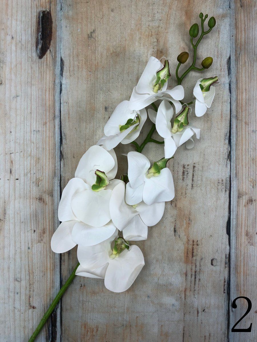 Орхидея 3GL-213  Интернет-магазин Feron Flower 