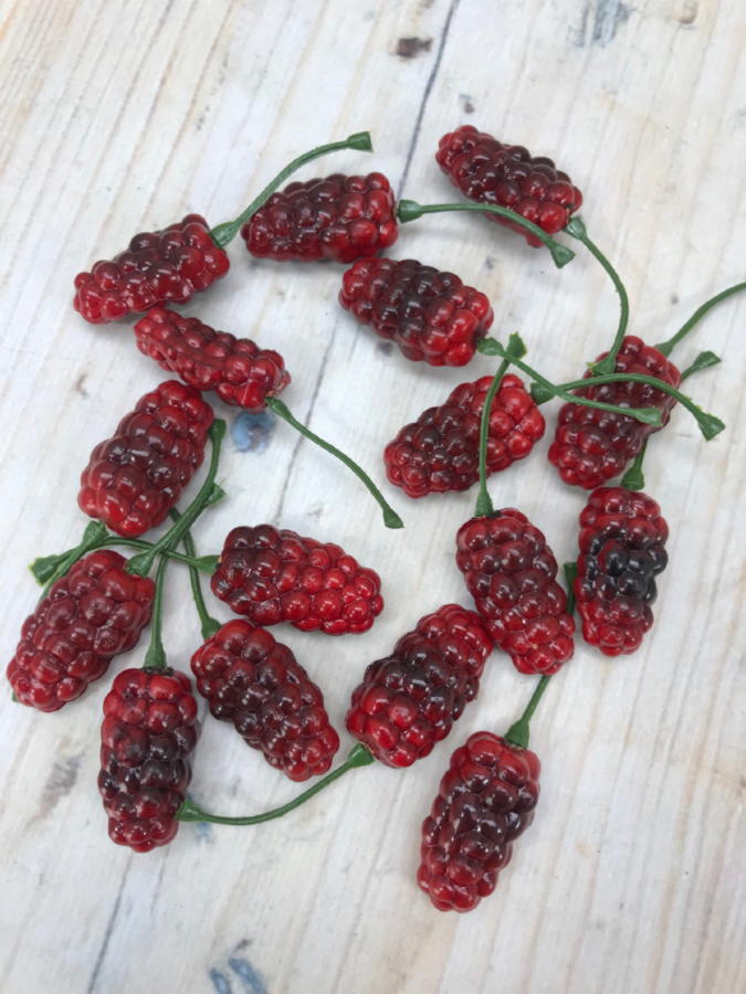 Ежевика X-52  Интернет-магазин Feron Flower 