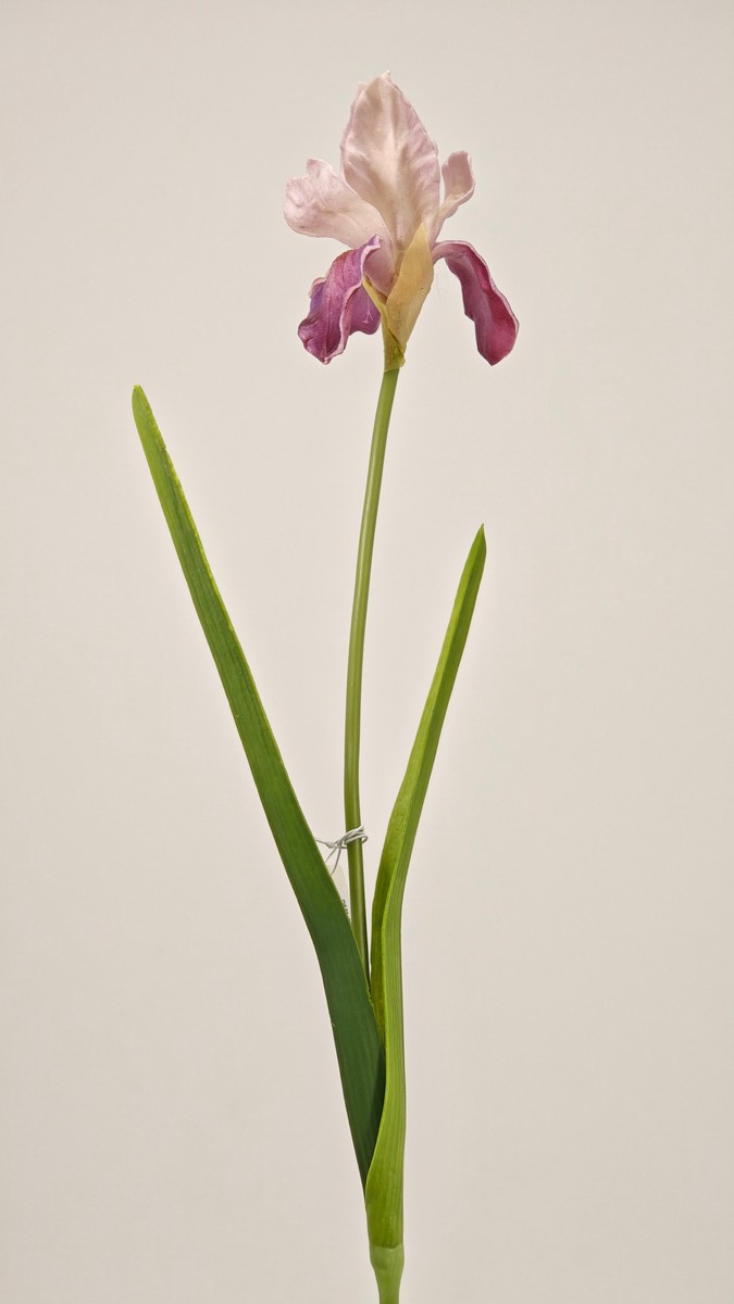 Ирис REN-201 сиреневый   Интернет-магазин Feron Flower 