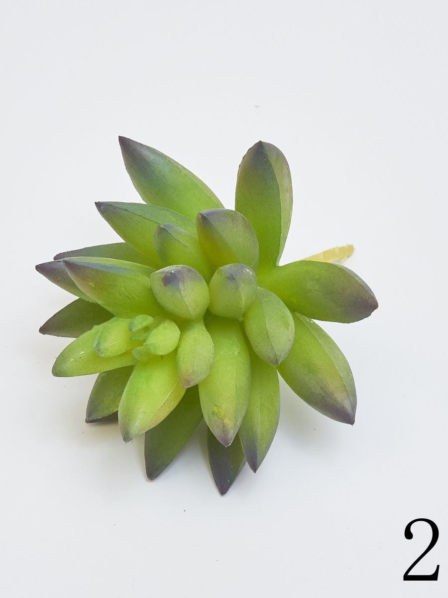 Суккулент YD237  Интернет-магазин Feron Flower 