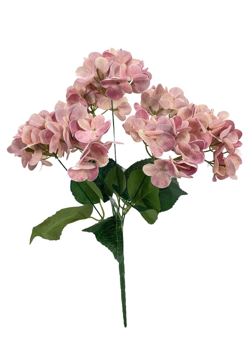 Гортензия бук TJYL013  Интернет-магазин Feron Flower 