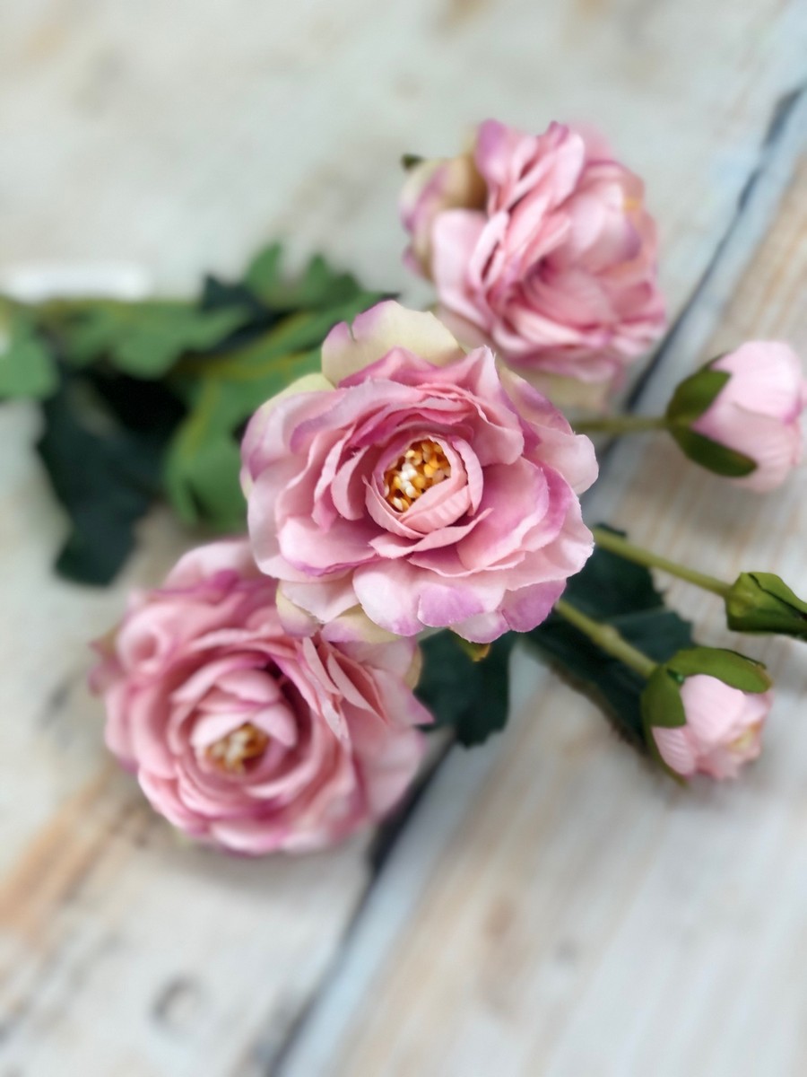 Ранункул CZ045  Интернет-магазин Feron Flower 