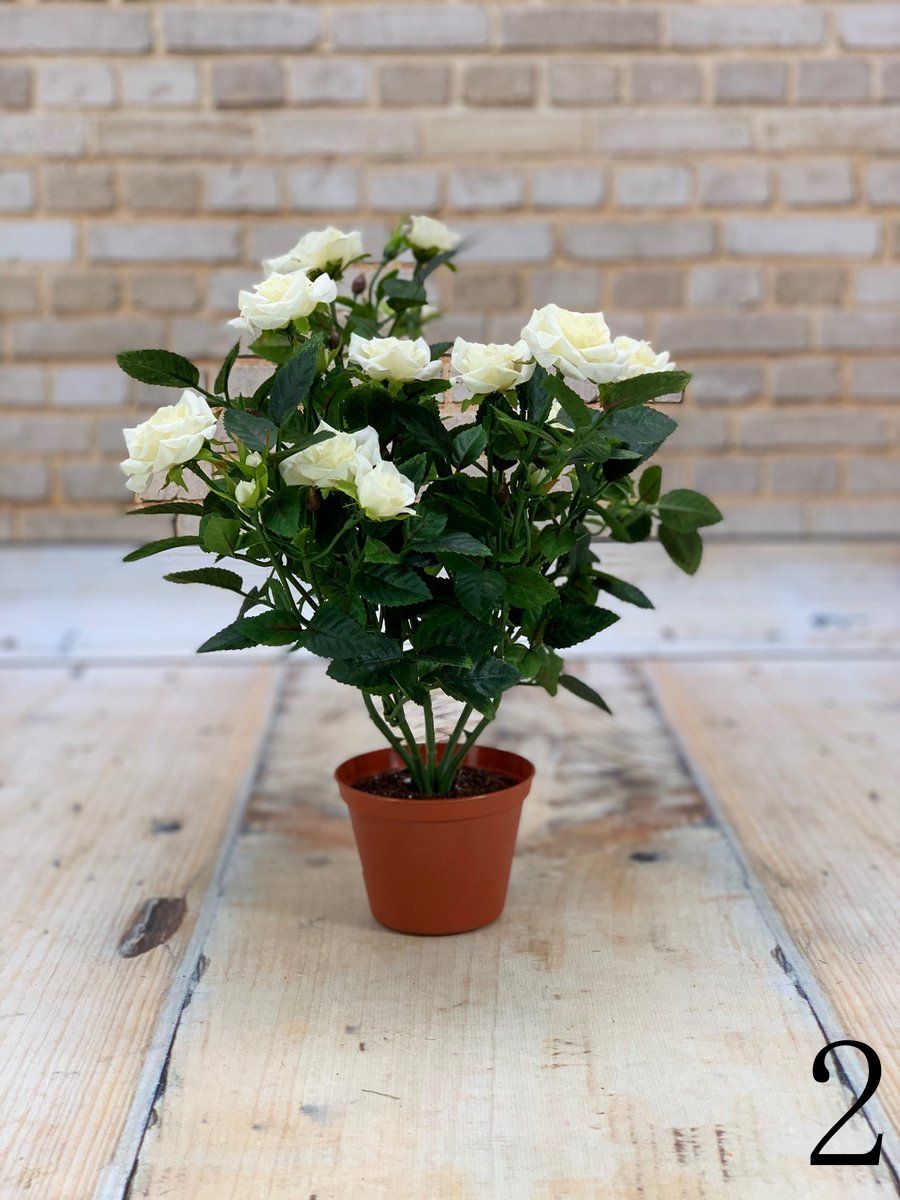 Роза в горшке 18-01-15  Интернет-магазин Feron Flower 